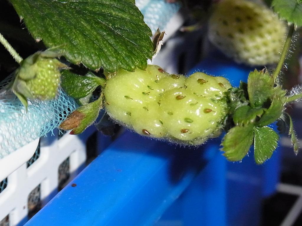 奇形花その後 気まぐれgreenlife